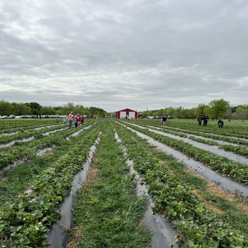 Strawberry Picking Places in McKinney Texas