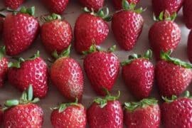 Strawberry Picking Places in Menifee California