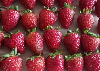 Strawberry Picking Places in Menifee California