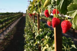 Strawberry Picking Places in Mesa Arizona