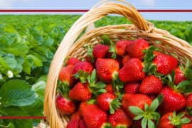 Strawberry Picking Places in Midland Texas