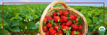 Strawberry Picking Places in Midland Texas