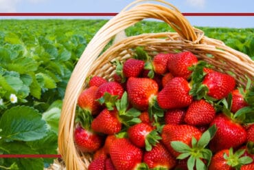 Strawberry Picking Places in Midland Texas