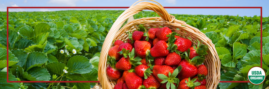 Strawberry Picking Places in Midland Texas