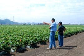 Strawberry Picking Places in Milpitas California