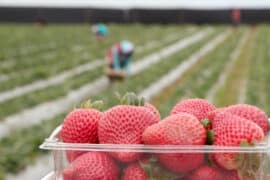 Strawberry Picking Places in Moreno Valley California