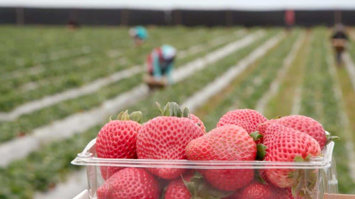 Strawberry Picking Places in Moreno Valley California