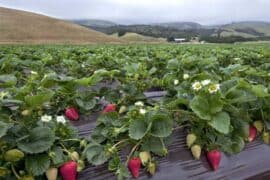 Strawberry Picking Places in Mountain View California