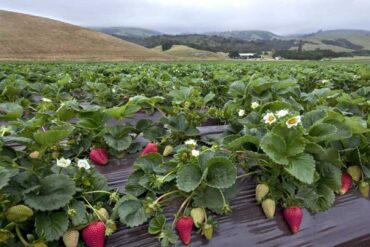 Strawberry Picking Places in Mountain View California