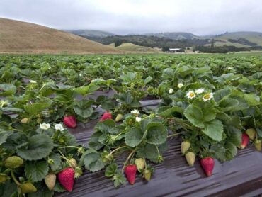 Strawberry Picking Places in Mountain View California