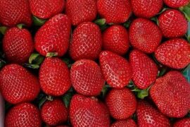 Strawberry Picking Places in Murrieta California