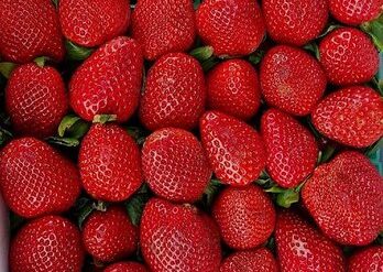 Strawberry Picking Places in Murrieta California