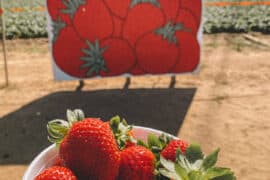 Strawberry Picking Places in Napa California