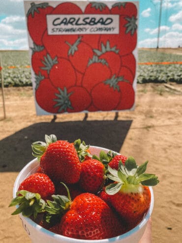 Strawberry Picking Places in Napa California