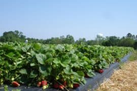 Strawberry Picking Places in North New Territories