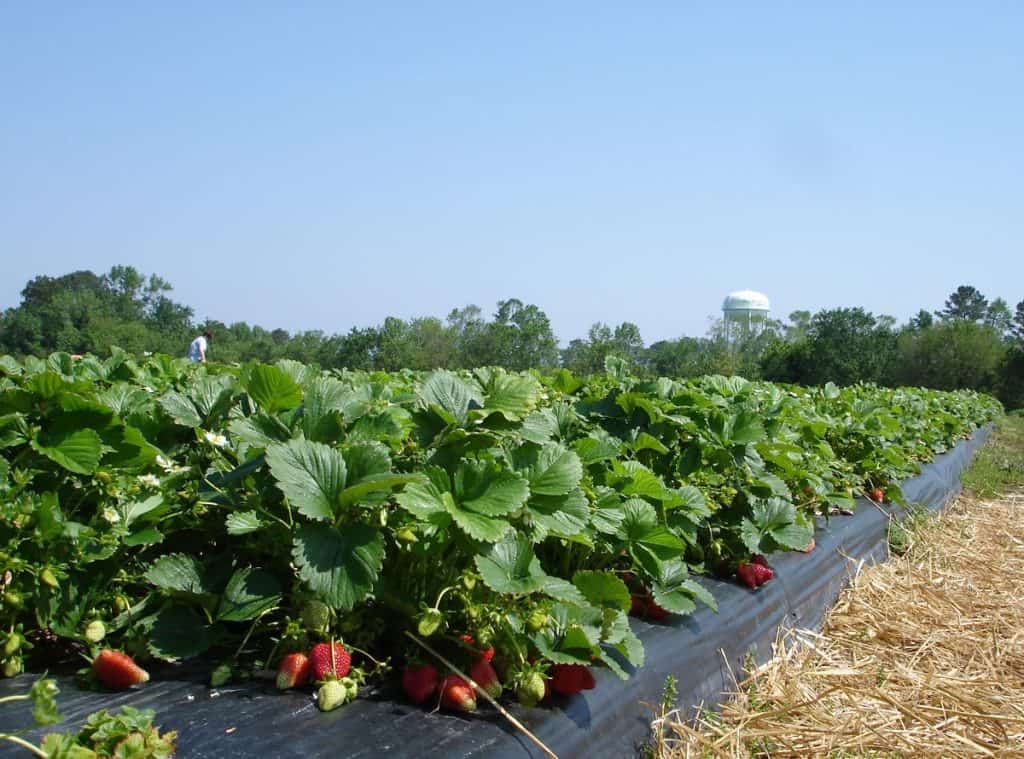 Strawberry Picking Places in North New Territories