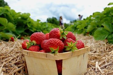 Strawberry Picking Places in North Richland Hills Texas