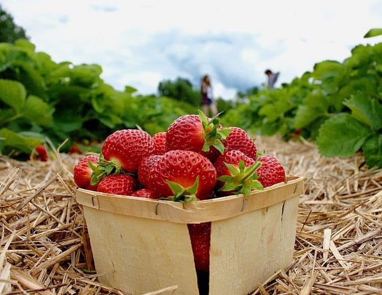 Strawberry Picking Places in North Richland Hills Texas