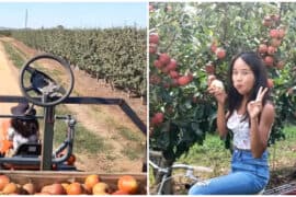 Strawberry Picking Places in Novena