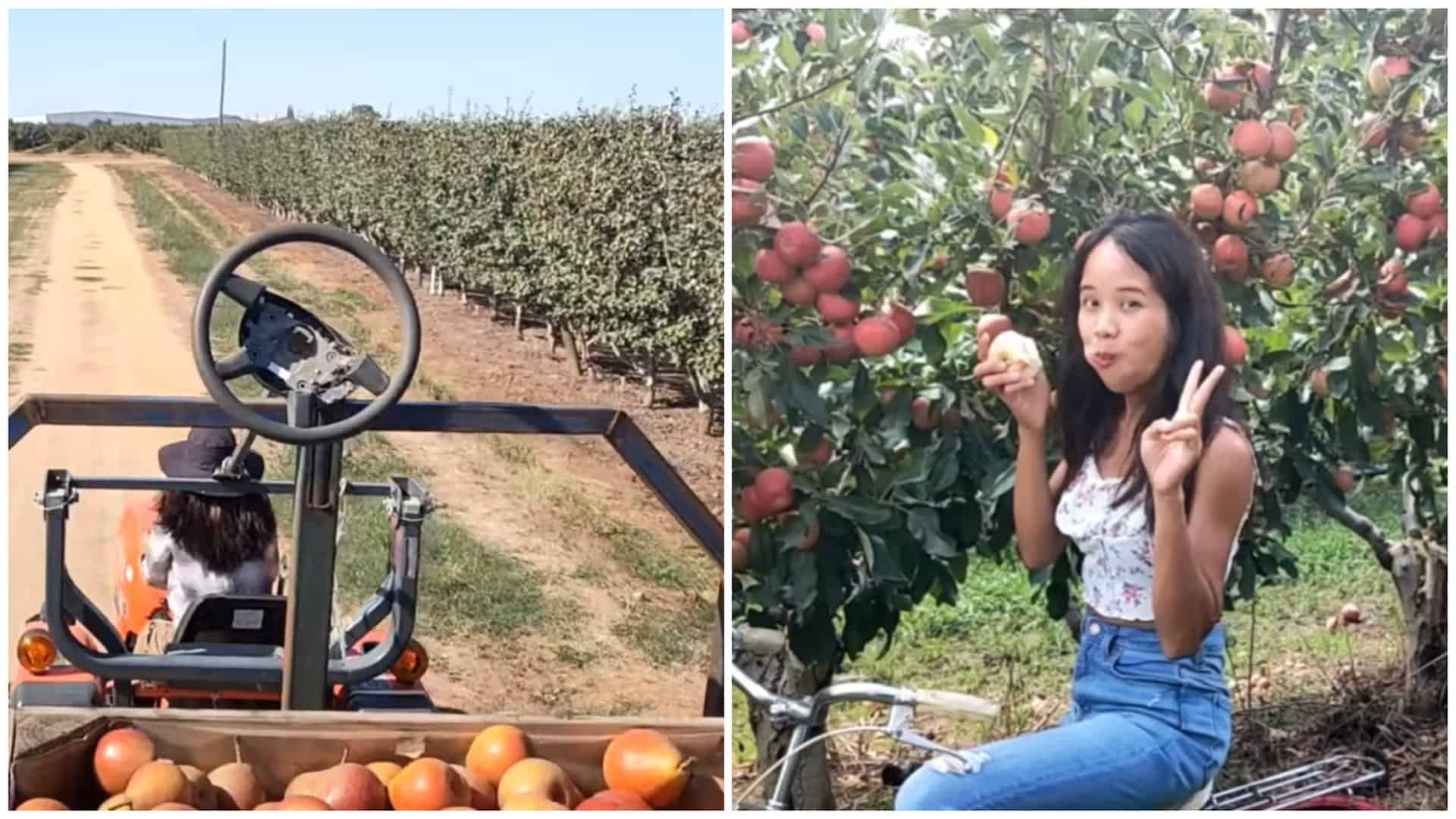 Strawberry Picking Places in Novena