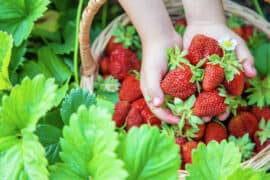 Strawberry Picking Places in Odessa Texas