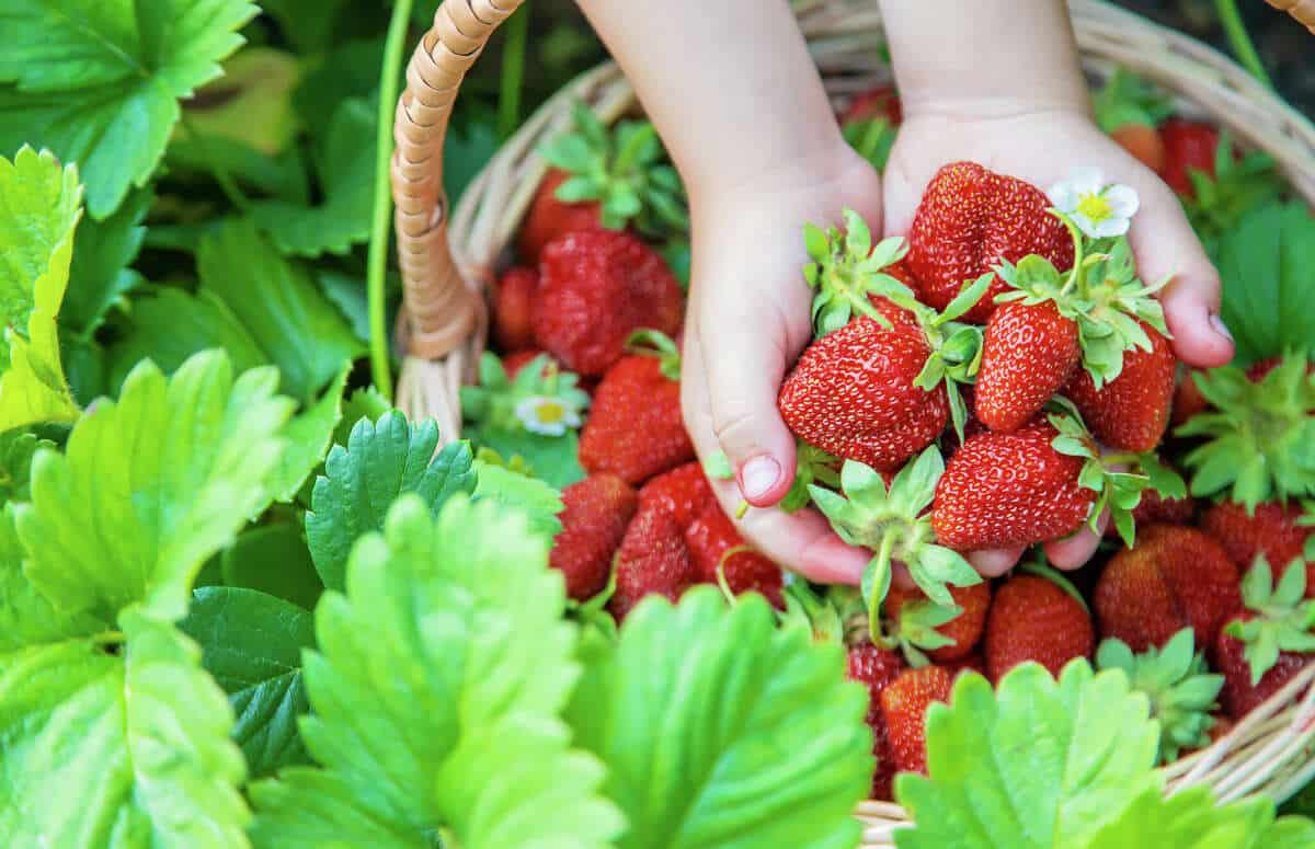 Strawberry Picking Places in Odessa Texas