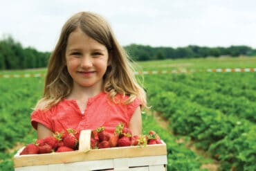 Strawberry Picking Places in Ogden Utah