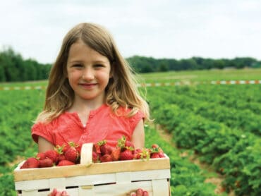 Strawberry Picking Places in Ogden Utah