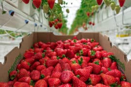 Strawberry Picking Places in Ontario California