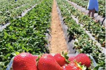 Strawberry Picking Places in Orange California