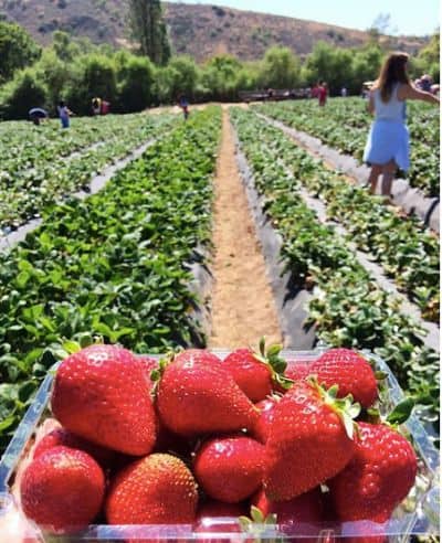 Strawberry Picking Places in Orange California