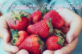 Strawberry Picking Places in Overland Park Kansas