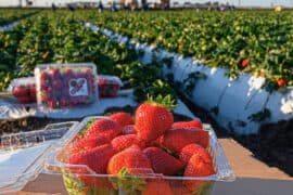 Strawberry Picking Places in Oxnard California