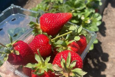 Strawberry Picking Places in Palmdale California