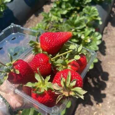 Strawberry Picking Places in Palmdale California