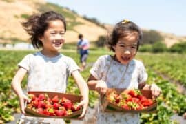 Strawberry Picking Places in Palo Alto California