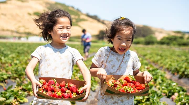 Strawberry Picking Places in Palo Alto California