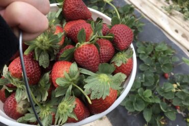 Strawberry Picking Places in Pearland Texas