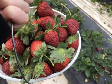 Strawberry Picking Places in Pearland Texas