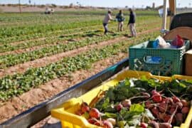 Strawberry Picking Places in Peoria Arizona