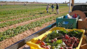 Strawberry Picking Places in Peoria Arizona