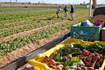 Strawberry Picking Places in Peoria Arizona