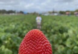 Strawberry Picking Places in Perris California