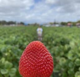 Strawberry Picking Places in Perris California