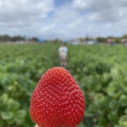 Strawberry Picking Places in Perris California