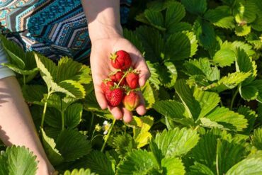 Strawberry Picking Places in Pflugerville Texas