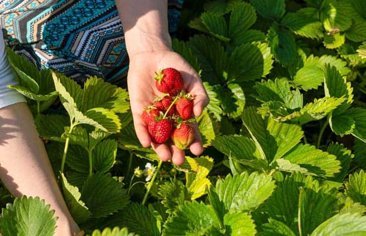 Strawberry Picking Places in Pflugerville Texas