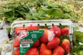 Strawberry Picking Places in Pharr Texas