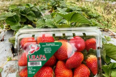 Strawberry Picking Places in Pharr Texas