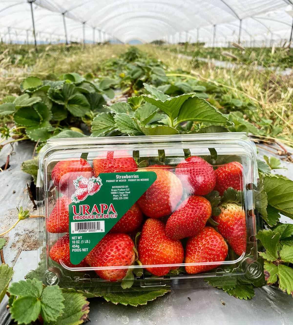 Strawberry Picking Places in Pharr Texas